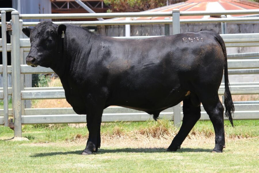 News – Black Market Angus
